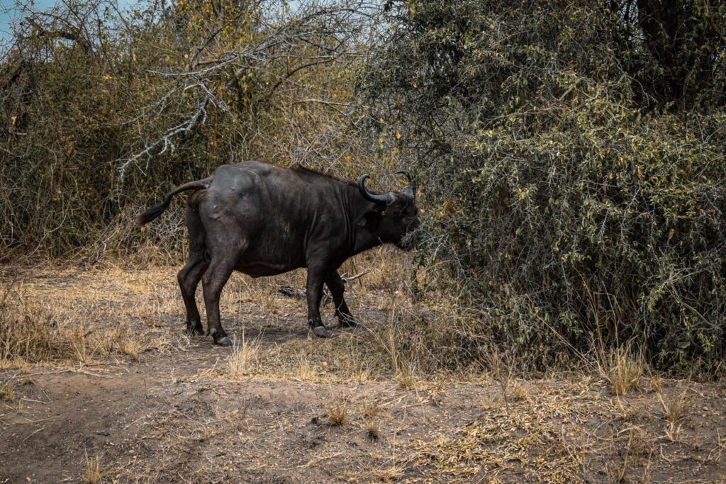 Uganda   FOT 1365