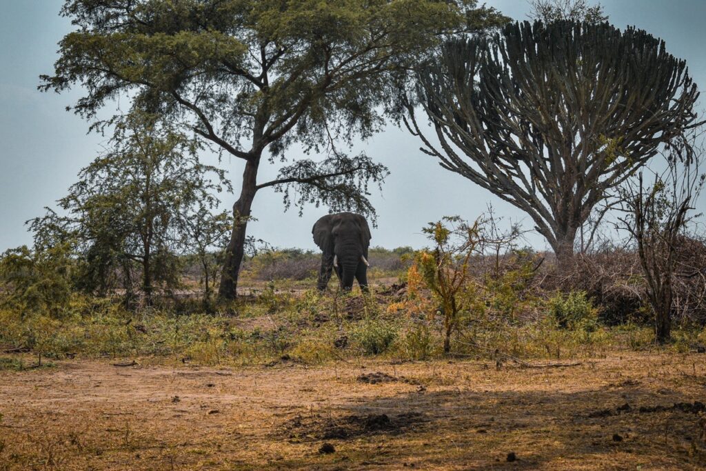 Uganda   FOT 1436