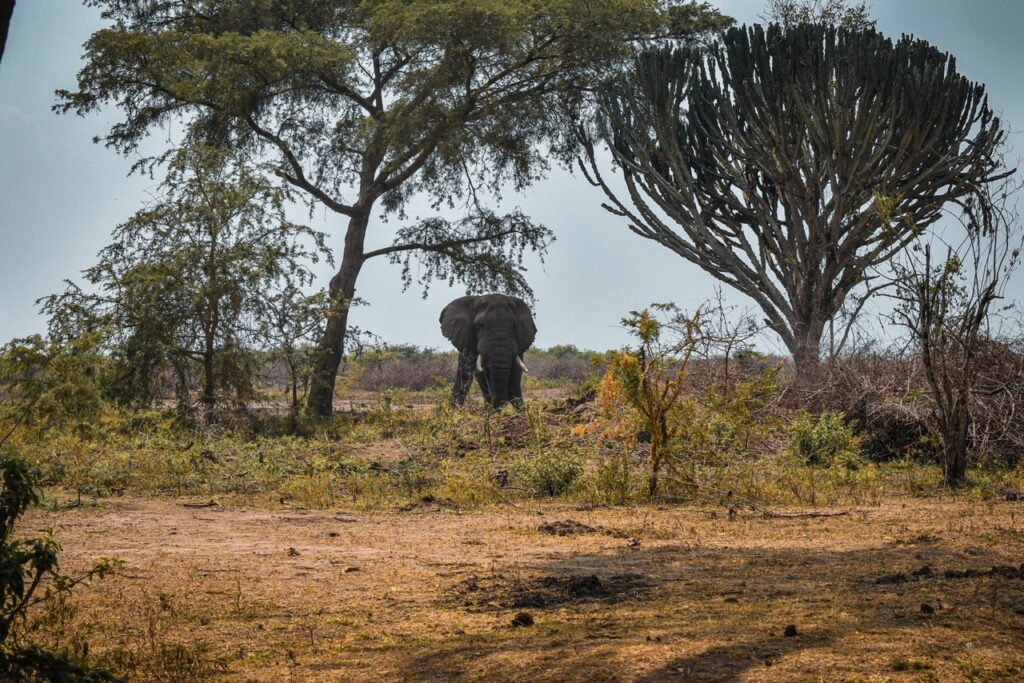 Uganda   FOT 1438